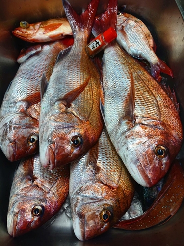 マダイの釣果