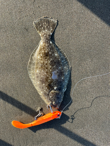 ソゲの釣果