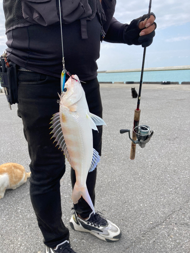 イトヨリダイの釣果