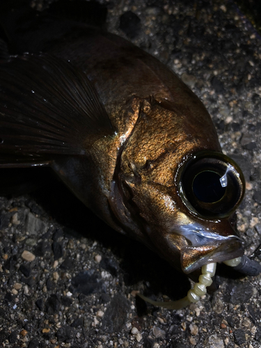 シロメバルの釣果