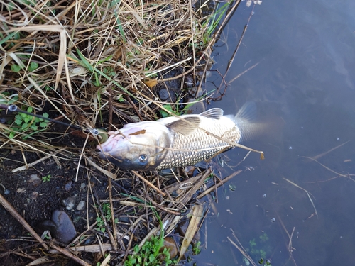 ニゴイの釣果