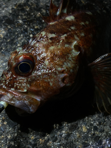 カサゴの釣果