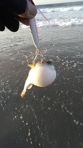 トラフグの釣果