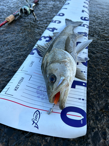 シーバスの釣果