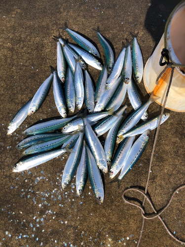 イワシの釣果