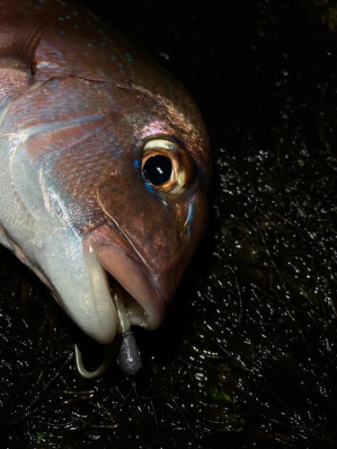 タイの釣果