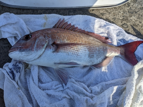 マダイの釣果