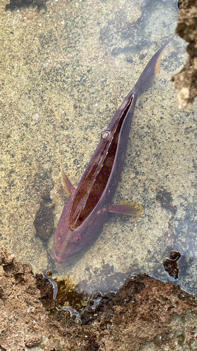 バラハタの釣果