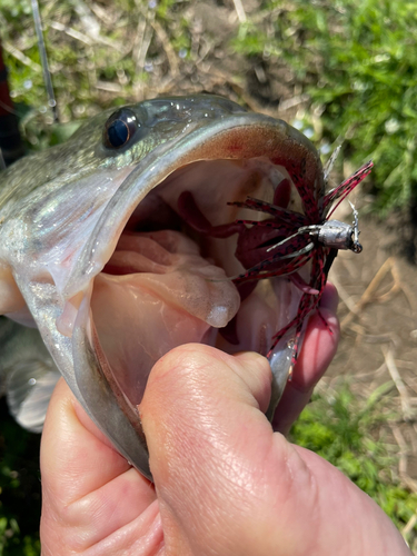 ラージマウスバスの釣果