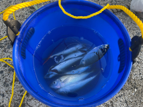 アジの釣果