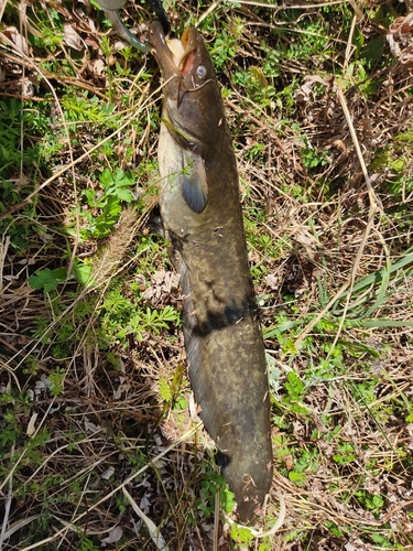 ナマズの釣果