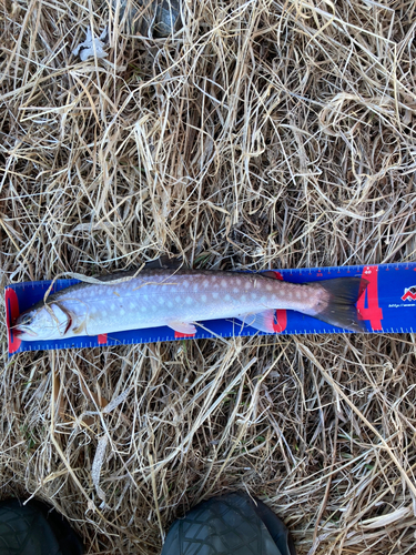 アメマスの釣果