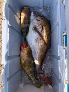 タイの釣果