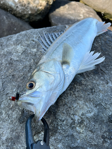 フッコ（タイリクスズキ）の釣果