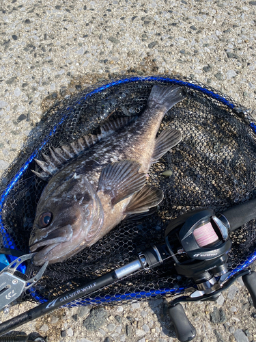 クロソイの釣果