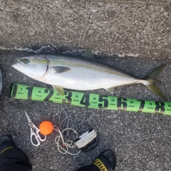 ハマチの釣果