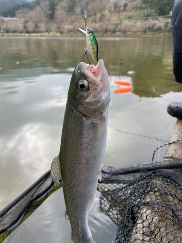 ニジマスの釣果