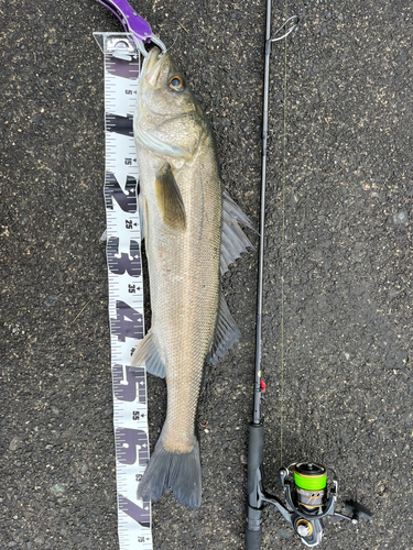 シーバスの釣果