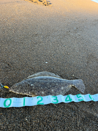 ヒラメの釣果