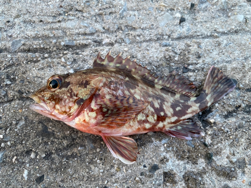 カサゴの釣果