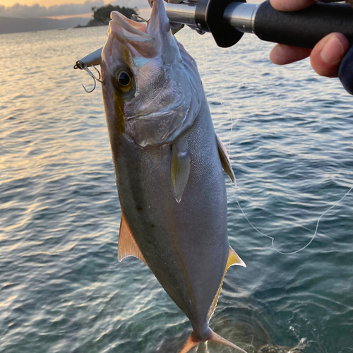 ネリゴの釣果