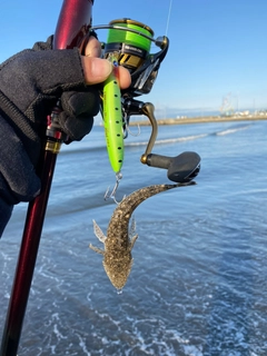 マゴチの釣果