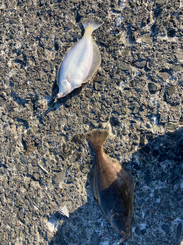 カレイの釣果