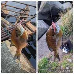 ブルーギルの釣果