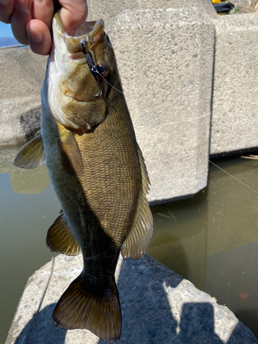 スモールマウスバスの釣果