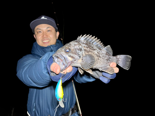 クロソイの釣果