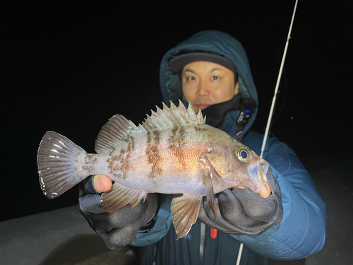 シロメバルの釣果