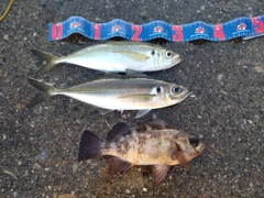 アジの釣果