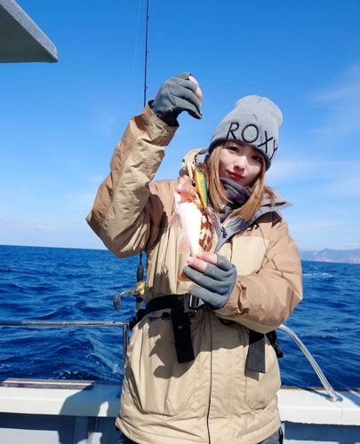 ウスメバルの釣果