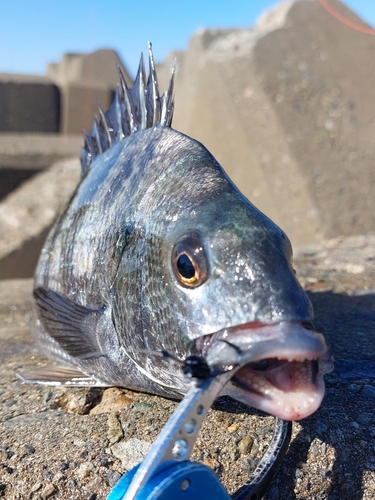 チヌの釣果