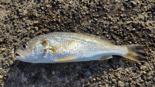 イシモチの釣果