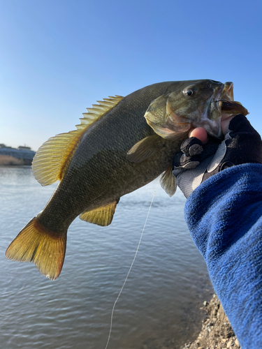 スモールマウスバスの釣果