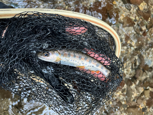 ヤマメの釣果