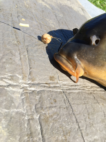 コイの釣果