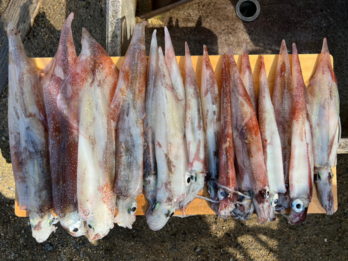 ヤリイカの釣果