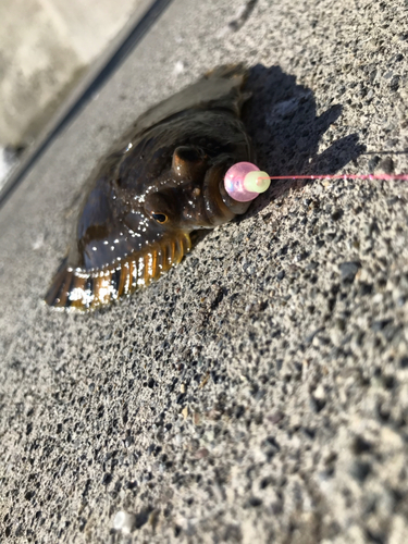 カレイの釣果