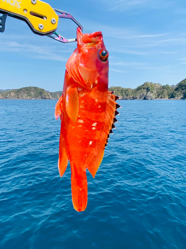 アカハタの釣果