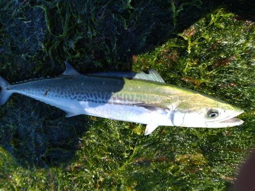 サゴシの釣果