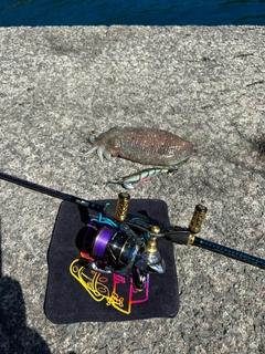 コウイカの釣果