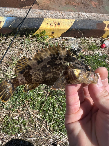 タケノコメバルの釣果