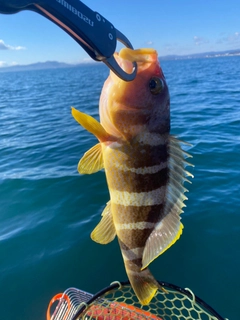 アオハタの釣果