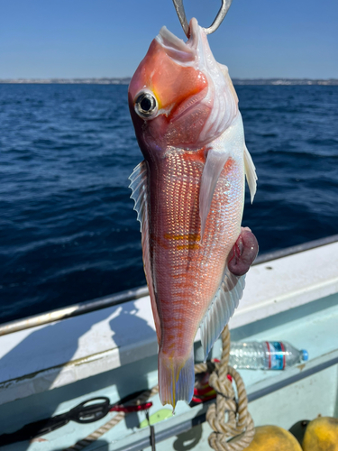 アマダイの釣果