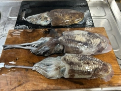 コウイカの釣果