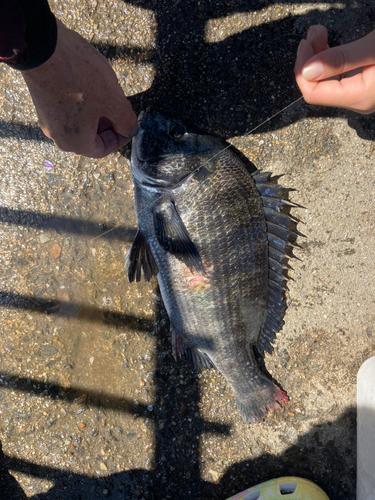 クロダイの釣果