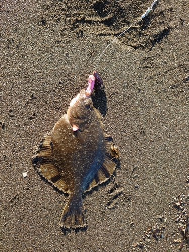 カレイの釣果