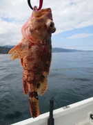 ウッカリカサゴの釣果